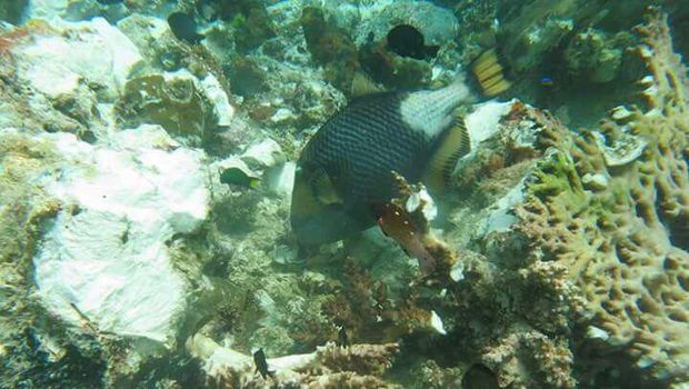 Kerusakan Karang di Raja Ampat Seluas 3 Lapangan Sepak Bola