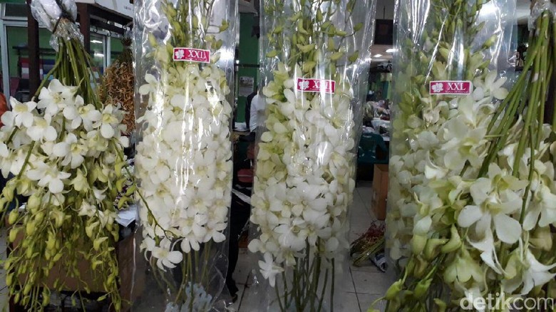 Anggrek Asal Thailand Masuk RI Sejak 2004 Anggrek Asal Thailand Masuk RI Sejak 2004