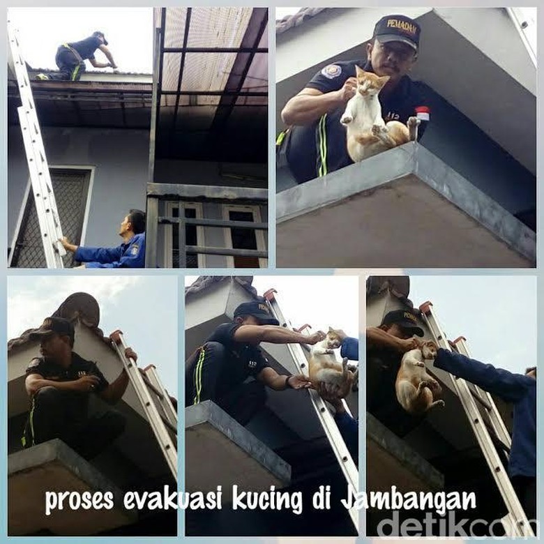 Keren, Command Center 112 Juga Layani Penyelamatan Kucing Keren, Command Center 112 Juga Layani Penyelamatan Kucing