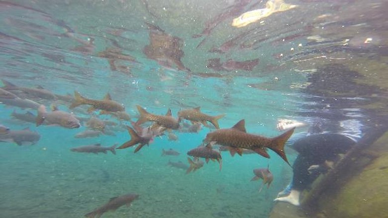 Berenang dengan ikan di Banyu Biru (Muhajir Arifin/detikTravel) Berenang dengan ikan di Banyu Biru (Muhajir Arifin/detikTravel)