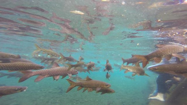 Ikan-ikan di Banyu Biru (Muhajir Arifin/detikTravel) Ikan-ikan di Banyu Biru (Muhajir Arifin/detikTravel)