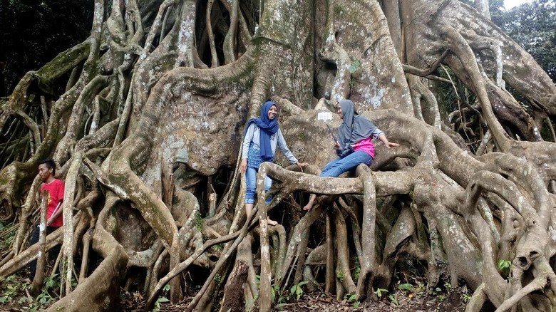 Foto: Pohon Akar Seribu di Mojokerto (Enggran/detikTravel) Foto: Pohon Akar Seribu di Mojokerto (Enggran/detikTravel)