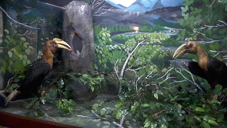 Foto: Diorama burung rangkong di Timika (Radian/detikTravel) Foto: Diorama burung rangkong di Timika (Radian/detikTravel)