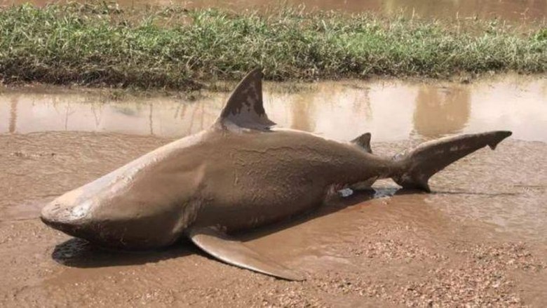 Akibat Topan Debbie, Hiu Banteng Terdampar di Jalanan Queensland Akibat Topan Debbie, Hiu Banteng Terdampar di Jalanan Queensland