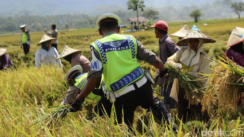 Polantas Imbau Petani di Aceh Besar Tak Bakar Jerami di Tepi Jalan Polantas Imbau Petani di Aceh Besar Tak Bakar Jerami di Tepi Jalan