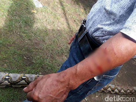 Ular Piton 7 Meter Muncul Lagi, Hampir Mangsa Warga Bone