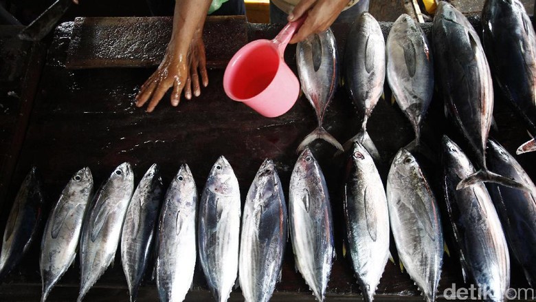 Tak Semua Mahal, Masyarakat Bisa Konsumsi Ikan Jenis Ini Tak Semua Mahal, Masyarakat Bisa Konsumsi Ikan Jenis Ini