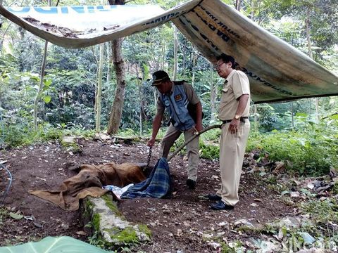 Lokasi pemasungan Rusman di hutan