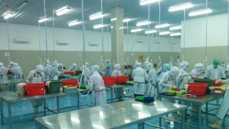 Perjuangan Eksportir Telur Ikan Terbang Sulsel Tembus Pasar Asia Perjuangan Eksportir Telur Ikan Terbang Sulsel Tembus Pasar Asia