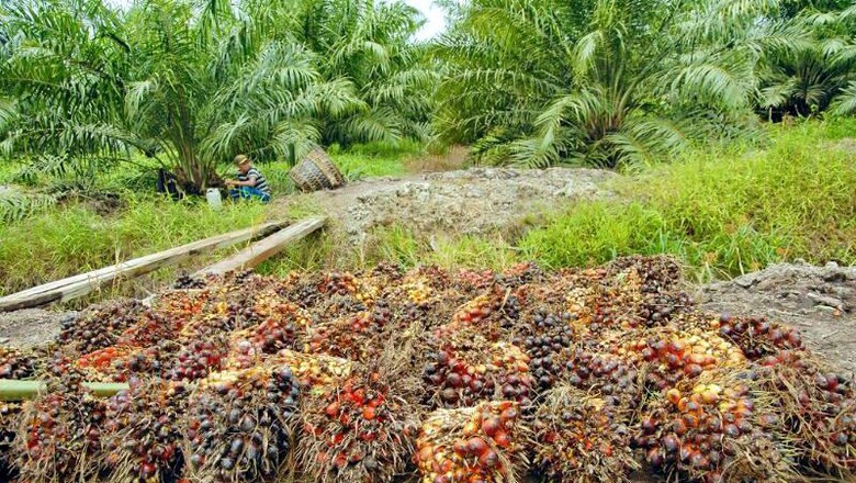 Stok Minyak Sawit Terancam Menipis, Harga Melonjak Stok Minyak Sawit Terancam Menipis, Harga Melonjak