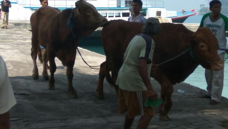 Panwaslu Kepulauan Seribu Amankan 23 Sapi dari PDIP Panwaslu Kepulauan Seribu Amankan 23 Sapi dari PDIP