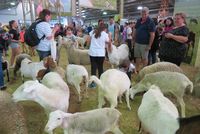 Anak-anak bisa bermain dengan kambing (Fitraya/detikTravel)