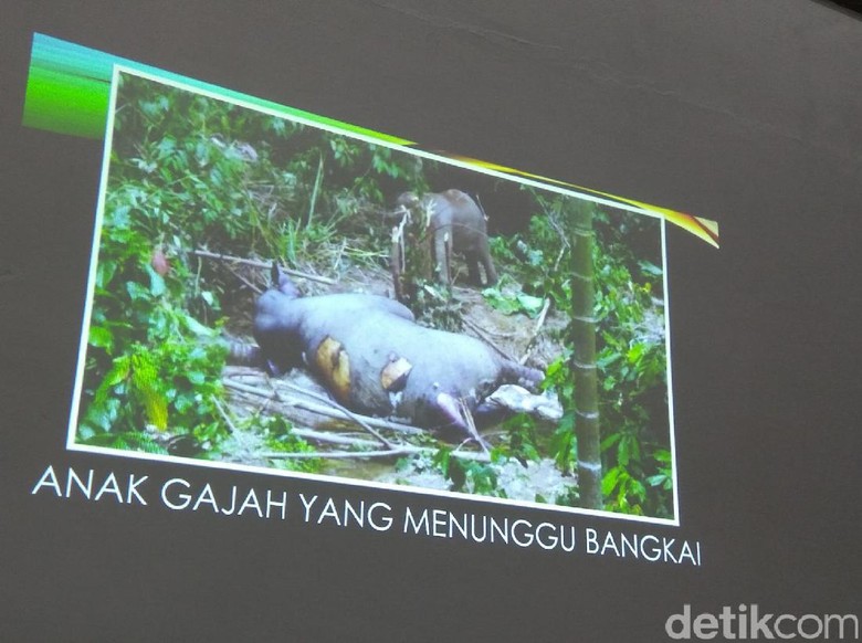 Momen Haru Anak Gajah Tunggu Induk yang Mati Diduga Diracun Momen Haru Anak Gajah Tunggu Induk yang Mati Diduga Diracun