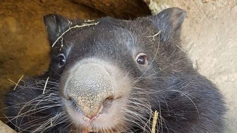 Patrick Wombat Tertua dalam Penangkaran di Dunia Telah Mati Patrick Wombat Tertua dalam Penangkaran di Dunia Telah Mati