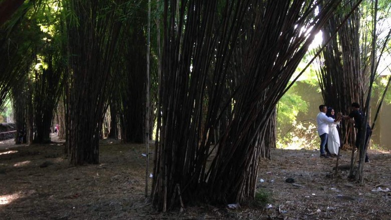 Foto: Hutan Bambu Keputih di Surabaya (Zaenal Effendi/detikTravel) Foto: Hutan Bambu Keputih di Surabaya (Zaenal Effendi/detikTravel)