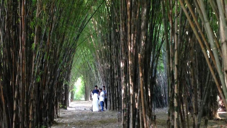 Hutan Bambu Keputih Surabaya (Zaenal/detikTravel) Hutan Bambu Keputih Surabaya (Zaenal/detikTravel)