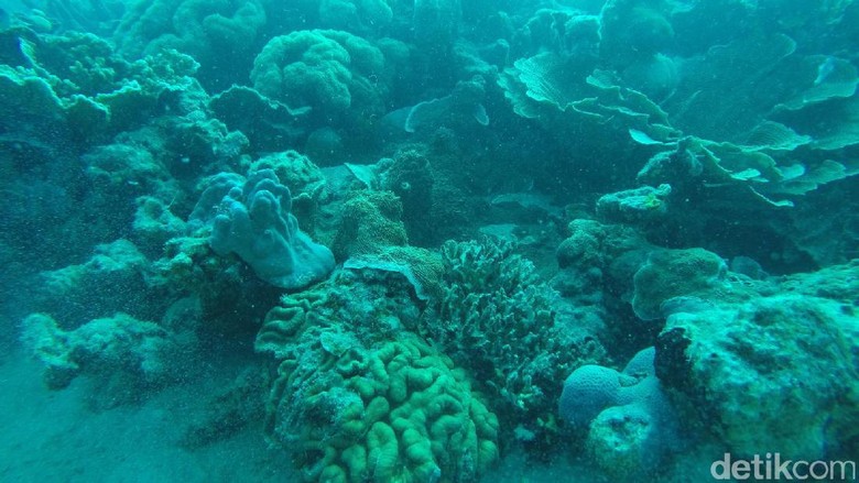 Foto: Karang-karang yang banyak jumlahnya di Cemara Besar (Bona/detikTravel) Foto: Karang-karang yang banyak jumlahnya di Cemara Besar (Bona/detikTravel)