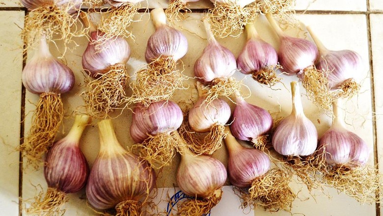 Genjot Produksi Lokal, 1.365 Hektar Lahan Ditanami Bawang Putih Genjot Produksi Lokal, 1.365 Hektar Lahan Ditanami Bawang Putih
