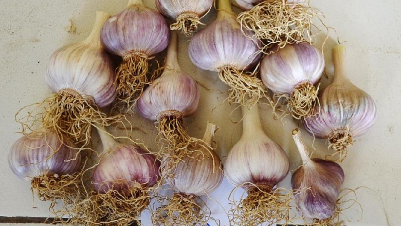 Mulai Tahun Depan Importir Wajib Tanam Bawang Putih Mulai Tahun Depan Importir Wajib Tanam Bawang Putih