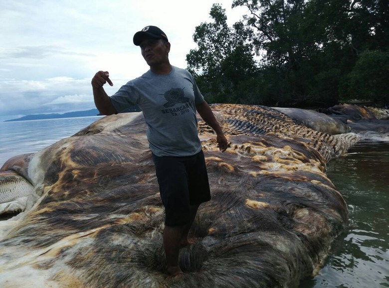 Ditemukan Bangkai Hewan Raksasa di Laut Maluku Ditemukan Bangkai Hewan Raksasa di Laut Maluku