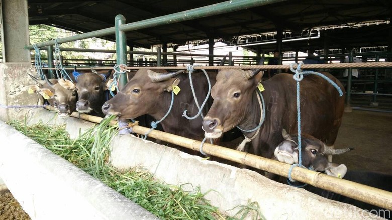 Ini Penampakan Sapi Siap Potong untuk Warga DKI Saat Ramadan Ini Penampakan Sapi Siap Potong untuk Warga DKI Saat Ramadan
