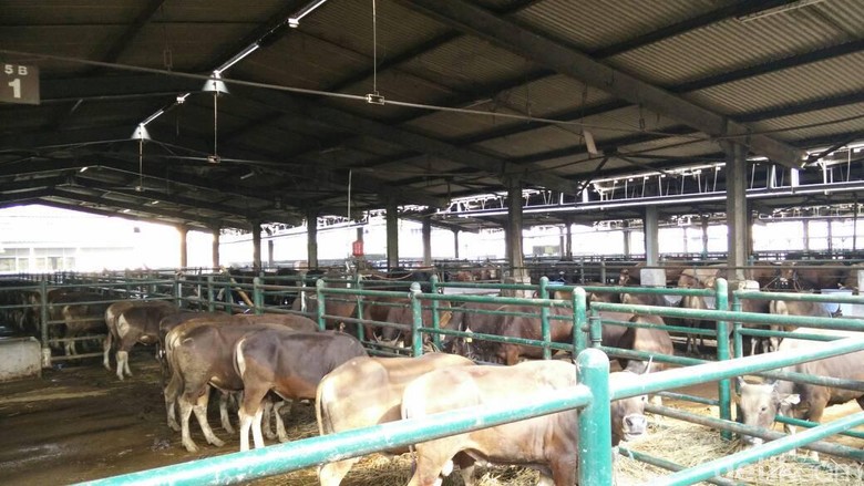 1.328 Sapi Siap Potong Dipasok ke Jakarta Hingga Lebaran 1.328 Sapi Siap Potong Dipasok ke Jakarta Hingga Lebaran