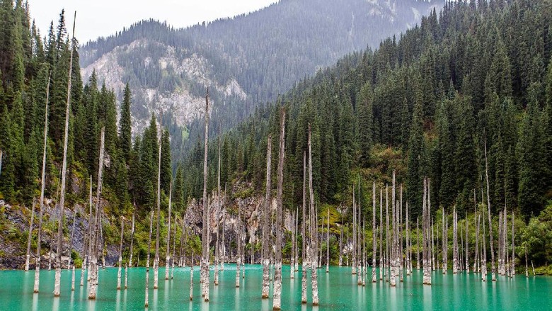 Danau Kaindy yang seolah punya hutan (Thinkstock) Danau Kaindy yang seolah punya hutan (Thinkstock)
