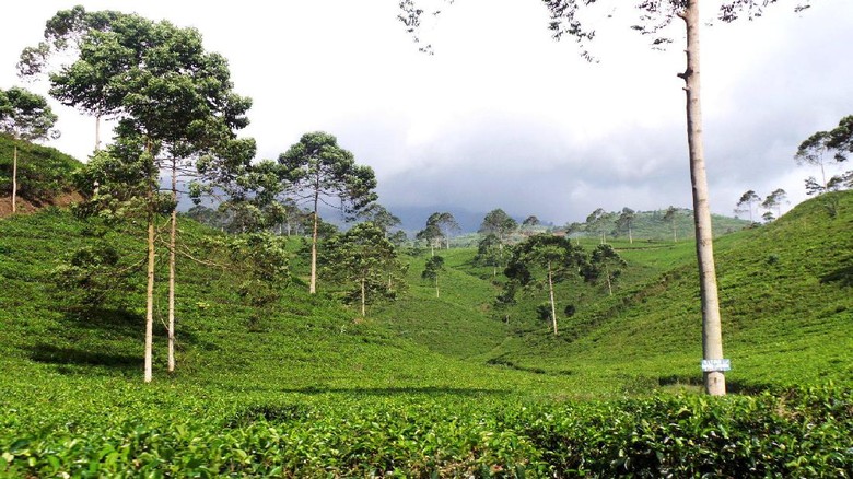 Kebun Teh Kemuning di Karanganyar, Jawa Tengah (Wahyu/detikTravel) Kebun Teh Kemuning di Karanganyar, Jawa Tengah (Wahyu/detikTravel)