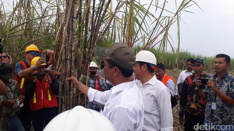 Pakai Sepatu Bot, Mentan Panen Tebu di Tengah Rawa Pakai Sepatu Bot, Mentan Panen Tebu di Tengah Rawa