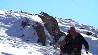 Kisah Muslim Pemburu Elang Legendaris di Mongolia