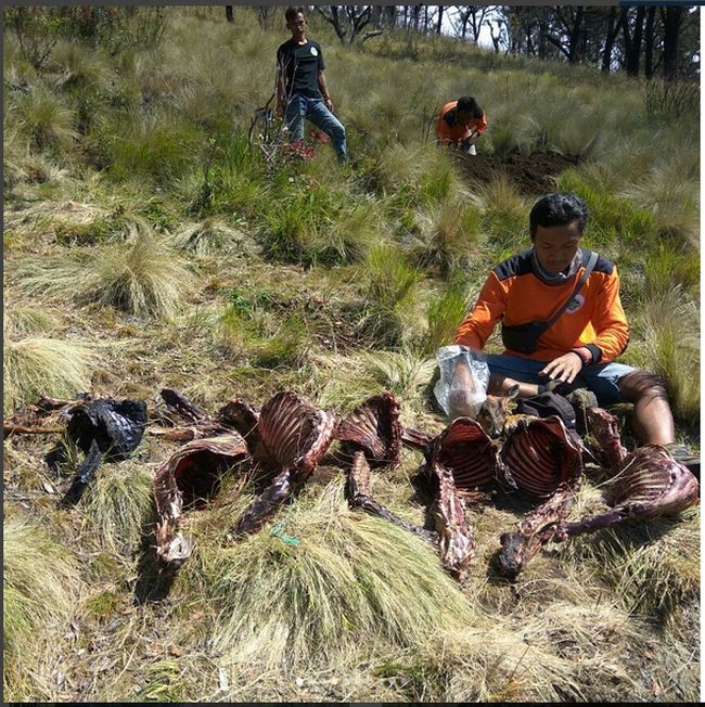 Detiknews Lawu | 8 bangkai rusa tanpa daging ditemukan di gunung lawu Detiknews Lawu | 8 bangkai rusa tanpa daging ditemukan di gunung lawu