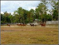 'Teror' Belalang Kembara Jadi KLB, Serbu Bandara Hingga Rumah Warga