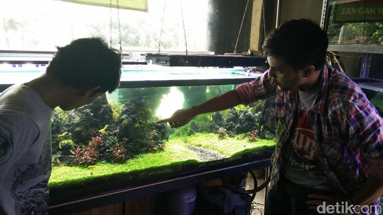 Berkat Hobi Aquascape, Pemuda Ini Raup 40 Juta/Minggu Berkat Hobi Aquascape, Pemuda Ini Raup 40 Juta/Minggu