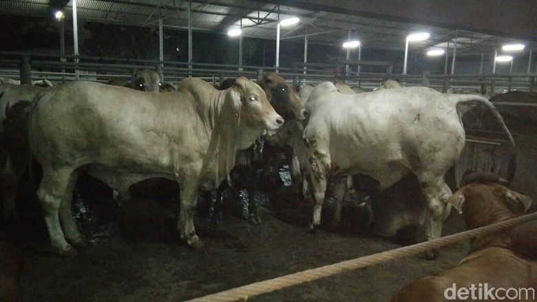 Sidak ke RPH, KPPU: Stok Daging Sapi Hingga H-2 Lebaran Aman Sidak ke RPH, KPPU: Stok Daging Sapi Hingga H-2 Lebaran Aman