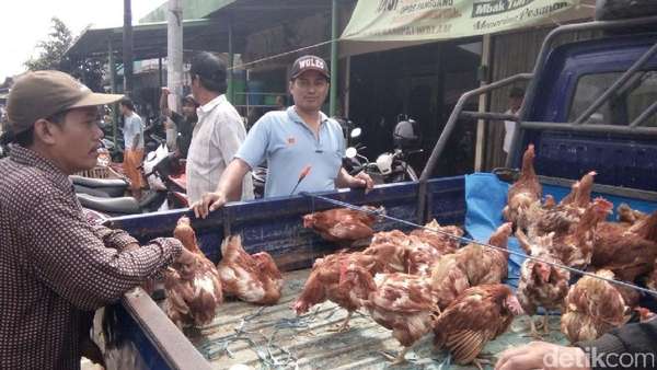 Permintaan Naik, Ayam Afkiran Banyak Dijual di Pasar di Jepara. Permintaan Naik, Ayam Afkiran Banyak Dijual di Pasar di Jepara.