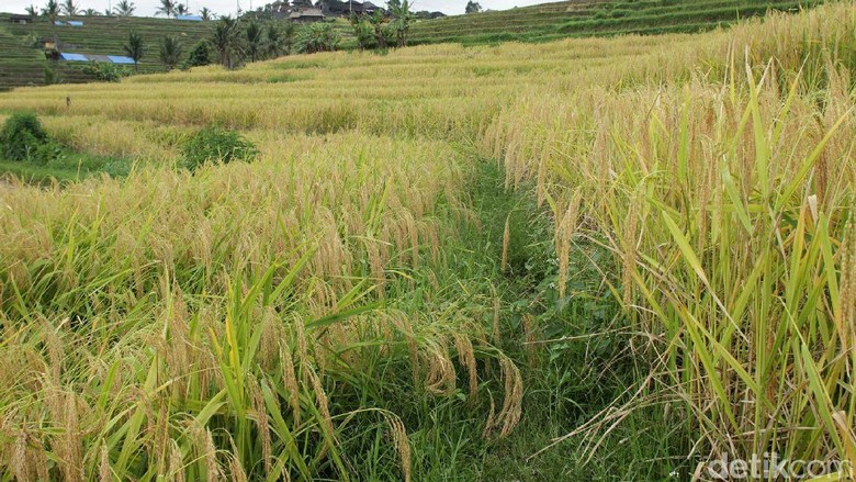 Sawah di jatiluwih (Randy/detikTravel) Sawah di jatiluwih (Randy/detikTravel)