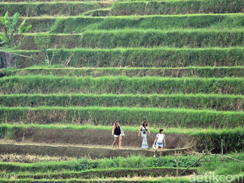 Foto: Subak di Jatiluwih yang Didatangi Obama Foto: Subak di Jatiluwih yang Didatangi Obama