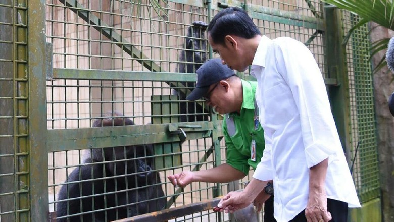 Mengenal Gorila di Ragunan yang Diberi Makan Jokowi