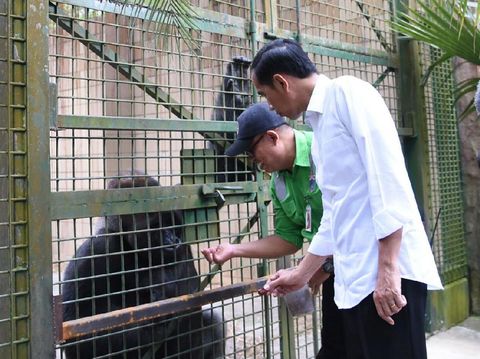 Jokowi melihat gorila di Ragunan