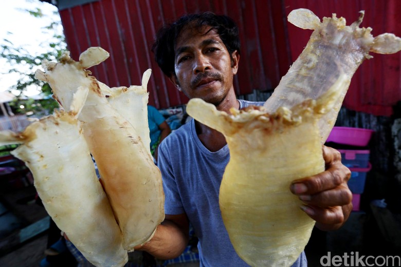 Menjala Ratusan Juta Rupiah dari Gelembung Ikan di Merauke Menjala Ratusan Juta Rupiah dari Gelembung Ikan di Merauke