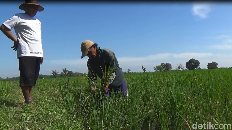 Petani Ambil Kredit di BPR akan Terlindungi Asuransi Petani Ambil Kredit di BPR akan Terlindungi Asuransi