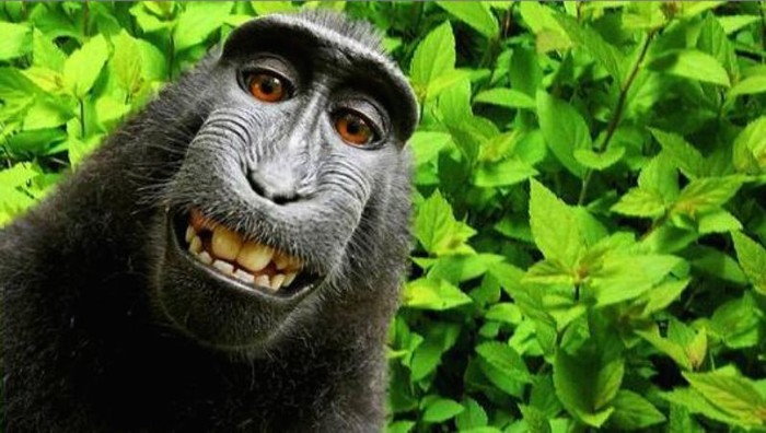Monyet selfie di Sulawesi. Foto: istimewa Monyet selfie di Sulawesi. Foto: istimewa