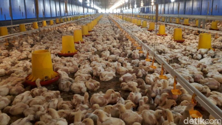 Gagal Ternak Lele, Mantan TKI Ini Bisnis Ayam Beromzet Miliaran Gagal Ternak Lele, Mantan TKI Ini Bisnis Ayam Beromzet Miliaran