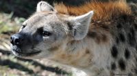Hyena merupakan predator nomor dua yang paling banyak ditemukan di Afrika ( Heather Paul/ BBC)