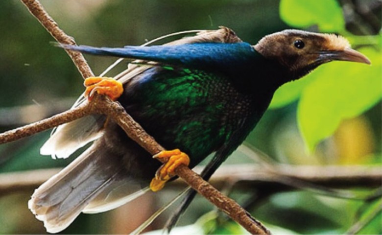 Perjuangan Berat Melihat Burung Bidadari Langka Khas Malut Perjuangan Berat Melihat Burung Bidadari Langka Khas Malut