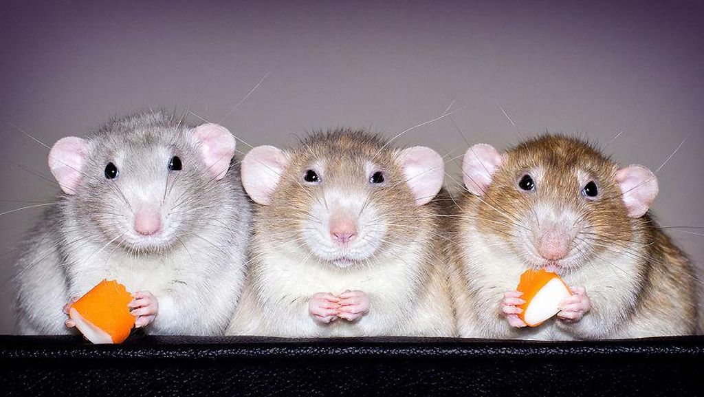 Potret Tikus yang Tampil Imut dan Menggemaskan Potret Tikus yang Tampil Imut dan Menggemaskan