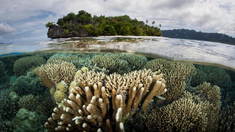 Ilustrasi Bawah laut Raja Ampat (Thinkstock) Ilustrasi Bawah laut Raja Ampat (Thinkstock)