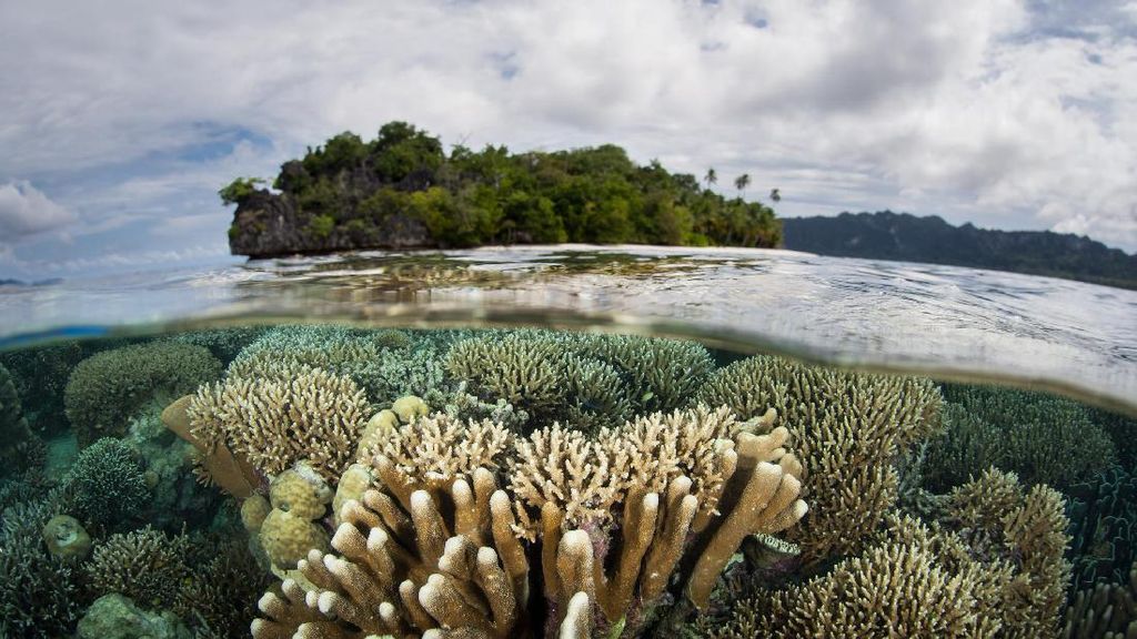 Foto: Bawah Laut Indonesia yang Jadi Terbaik di Asia Foto: Bawah Laut Indonesia yang Jadi Terbaik di Asia