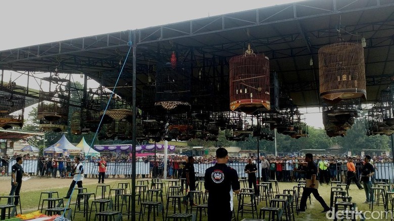 3 Ribu Burung Berkicau Berebut Piala Wali Kota Mojokerto Cup II 3 Ribu Burung Berkicau Berebut Piala Wali Kota Mojokerto Cup II