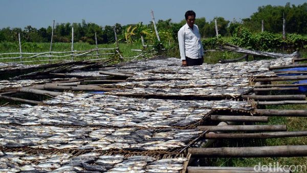 Garam Mahal, Pengusaha Ikan Asin di Rembang Turunkan Produksi